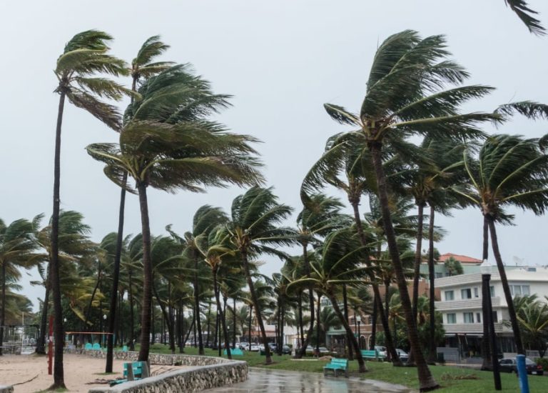 Palm trees in a hurricane